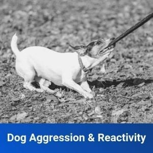 Aggressive Dog Training
